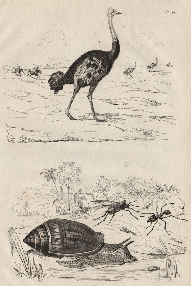 Ellobium aurismidae (Midas Ear Shell). Ostrich. Atta (new world ant) 1834